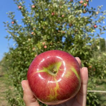 Shelburne Farm - Apples - Farms Near Me - Stow, Massachusetts