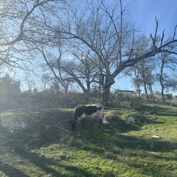 Cedar Breaks Park - Cow - Hiking Near Me - Georgetown, Texas