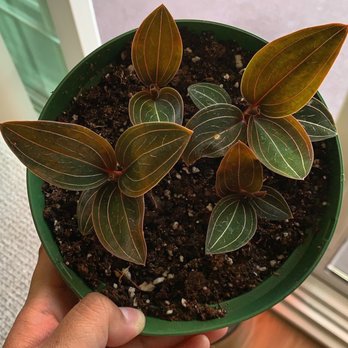 The Foliage Room - Tricolor jewel orchid - Nurseries & Gardening Near Me - Redlands , California The Foliage Room - Tricolor jewel orchid - Nurseries & Gardening Near Me - Redlands , California