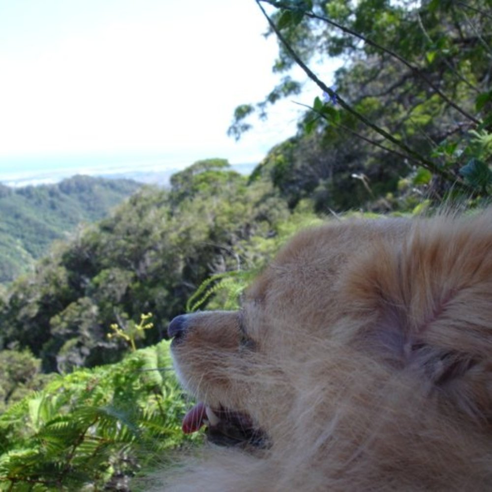 Aiea Loop Trail - Chloe's perception off of the trail view - Hiking Near Me - Aiea, Hawaii