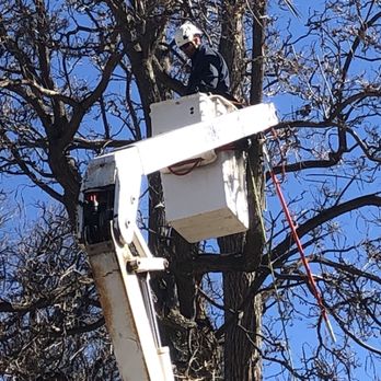 10 Star Tree Care - Tree Services Near Me - Boulder, Colorado