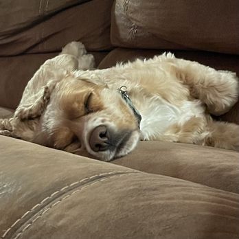 Dutch Bros Coffee - My goofy pooch, Tucker. - Coffee & Tea Near Me - Coeur D'alene, Idaho