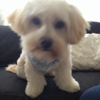 Groomingdales - Cutie! - Pet Groomers Near Me - Glendale, California Groomingdales - Cutie! - Pet Groomers Near Me - Glendale, California