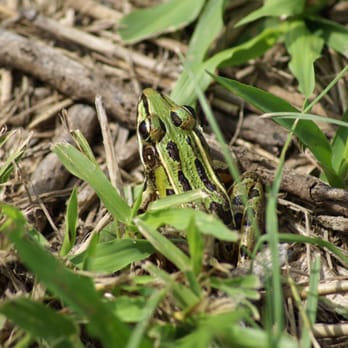 La Chua Trail - Frog - Hiking Near Me - Gainesville, Florida La Chua Trail - Frog - Hiking Near Me - Gainesville, Florida