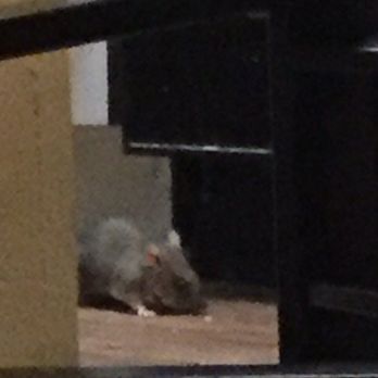 Summit at Hyde Park - We blocked off our entire kitchen because of the rats. So over "Avesta" bring Pecan Grove back. - Apartments Near Me - Austin, Texas