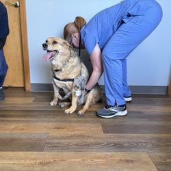 Ripley Animal Clinic
