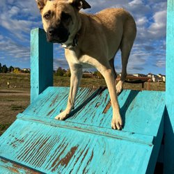 Wiggly Field Dog Park