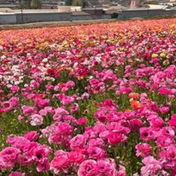 The Flower Fields - Venues & Event Spaces Near Me - Carlsbad, California The Flower Fields - Venues & Event Spaces Near Me - Carlsbad, California