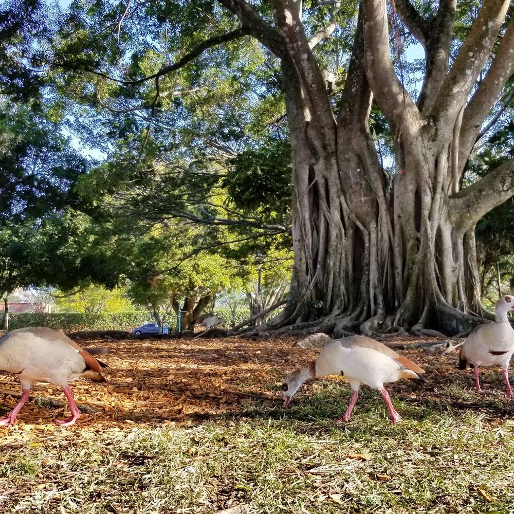 Ben Fiorendino Park - Parks Near Me - Hollywood, Florida Ben Fiorendino Park - Parks Near Me - Hollywood, Florida