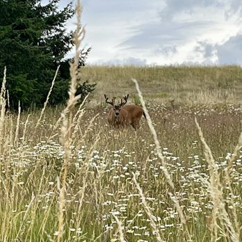 Powell Butte Nature Park - Wild buck! - Parks Near Me - Portland, Oregon