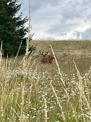 Powell Butte Nature Park by null