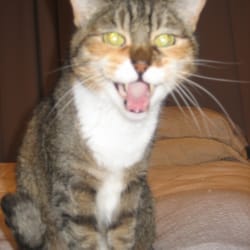Pet Sitter Columbia - The dog is getting to close!