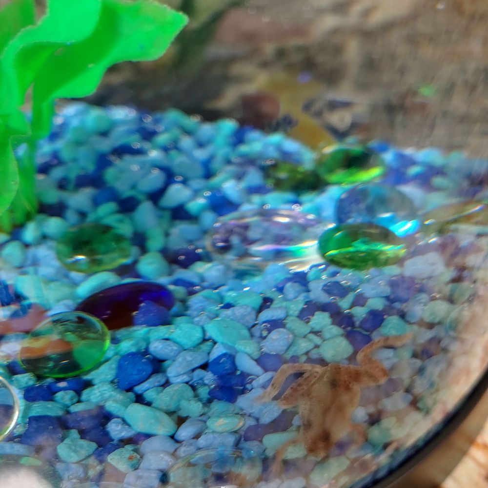 PetSmart - African Dwarf Frog - Pet Stores Near Me - Newport, Kentucky PetSmart - African Dwarf Frog - Pet Stores Near Me - Newport, Kentucky