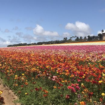 The Flower Fields - Venues & Event Spaces Near Me - Carlsbad, California