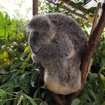 Koala Park Sanctuary - Zoos Near Me - West Pennant Hills, NSW Koala Park Sanctuary - Zoos Near Me - West Pennant Hills, NSW