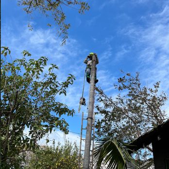 Everardo's Tree Care - Tree Services Near Me