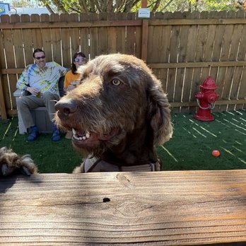 Tanasi Brewing & Supplies - Happy puppy! - Beer Gardens Near Me - Chattanooga, Tennessee Tanasi Brewing & Supplies - Happy puppy! - Beer Gardens Near Me - Chattanooga, Tennessee