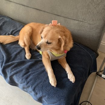 Make It Cute - Trouble after her grooming appt - Pet Groomers Near Me - Pasadena, California Make It Cute - Trouble after her grooming appt - Pet Groomers Near Me - Pasadena, California