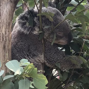Sydney Wildlife World - Zoos Near Me - Darling Harbour, NSW