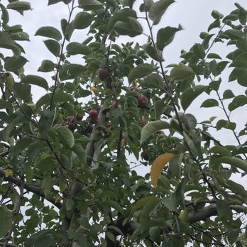 Smolak Farms - Oh, if only I had a fruit picker to get the top fruits... sighhhh - Farms Near Me - North Andover, Massachusetts Smolak Farms - Oh, if only I had a fruit picker to get the top fruits... sighhhh - Farms Near Me - North Andover, Massachusetts