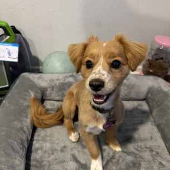 Puppy In Style - Pet Stores Near Me - Los Angeles, California