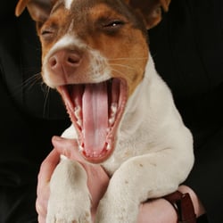 Docteur Rodriguez veterinaire