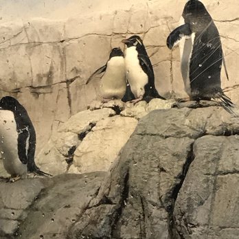 Indianapolis Zoo - Zoos Near Me - Indianapolis, Indiana Indianapolis Zoo - Zoos Near Me - Indianapolis, Indiana