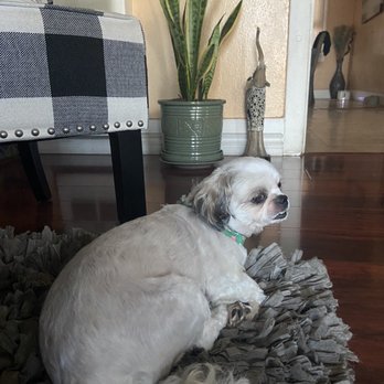Jojo's Pet Station - She even looks sad. - Pet Groomers Near Me - El Monte, California Jojo's Pet Station - She even looks sad. - Pet Groomers Near Me - El Monte, California