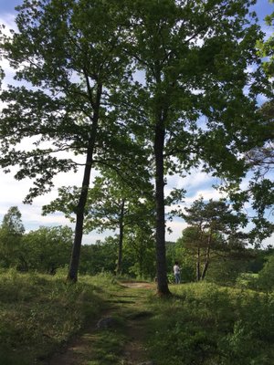 Vitlycke Museum by null