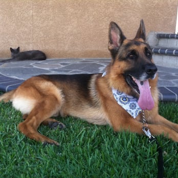 All About Paws Pet Spa - Look at that face! So happy! - Pet Groomers Near Me - Upland, California