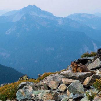 Mount Rainier National Park - Happy Chipmunk at Fremont Overlook - Parks Near Me - Ashford, Washington Mount Rainier National Park - Happy Chipmunk at Fremont Overlook - Parks Near Me - Ashford, Washington