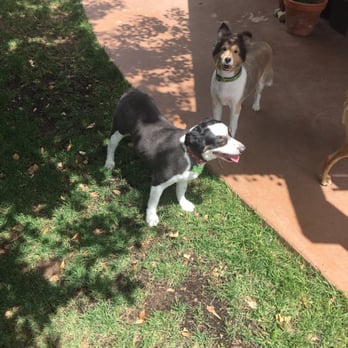 Doggy Daze - Roxy and Bella looking sharp!! - Pet Groomers Near Me - Phoenix, Arizona