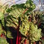 Photo of Strawberry Hill Nutrition Farm