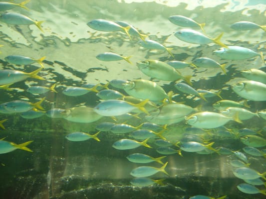 SEA LIFE Sydney Aquarium by null