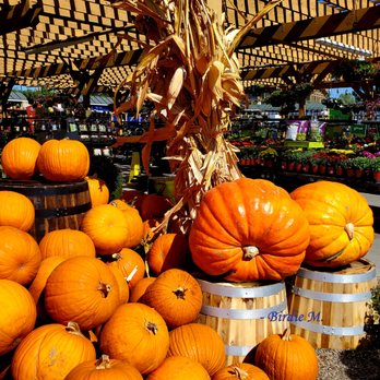 Armstrong Garden Centers - It's pumpkin time!  Happy Fall, Y'all!!!  :D - Nurseries & Gardening Near Me - Newport Beach, California