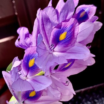 Ultimate Swamp Adventures - Beautiful no smell flower seen on the tour. - Tours Near Me - Westwego, Louisiana