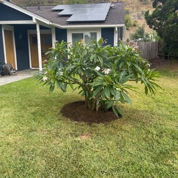 Moon Valley Nurseries - Plumeria - Tree Services Near Me - Chino, California Moon Valley Nurseries - Plumeria - Tree Services Near Me - Chino, California