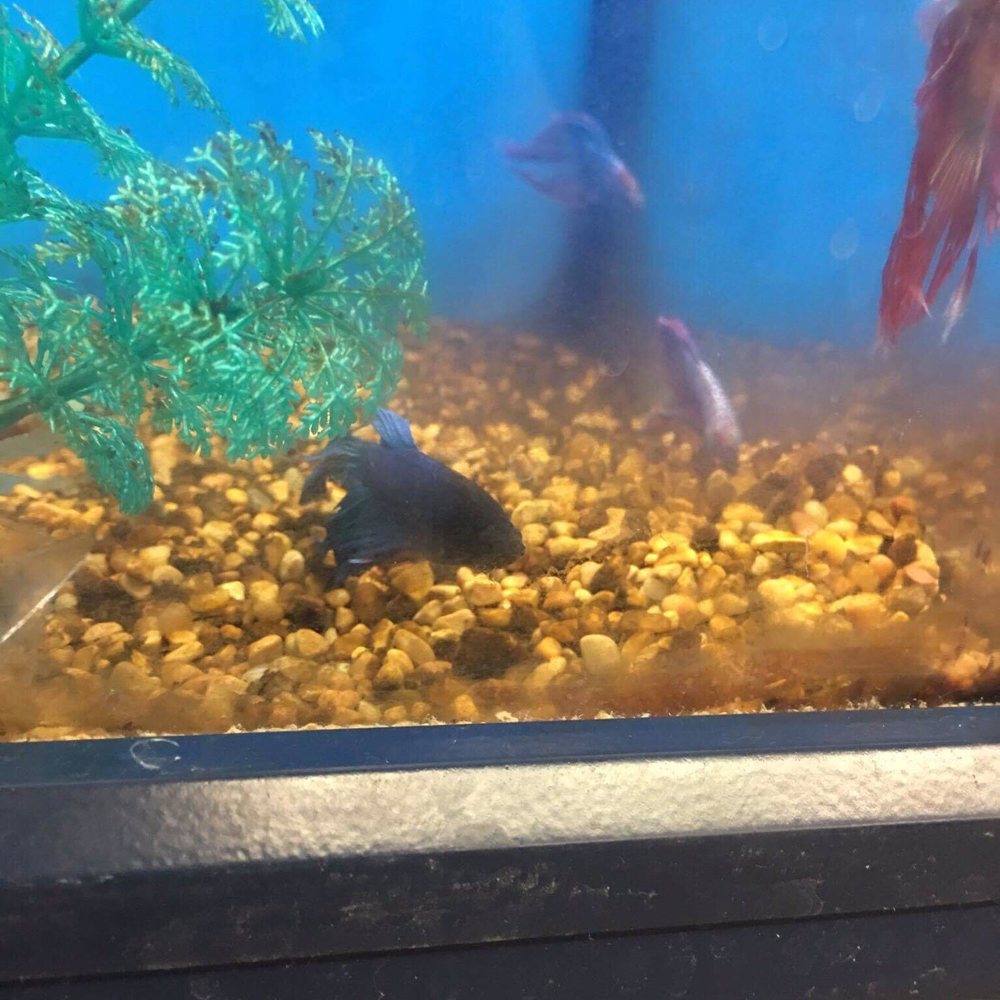 Petco - Multiple betta fish in the same tank - Pet Training Near Me - Dalton, Georgia Petco - Multiple betta fish in the same tank - Pet Training Near Me - Dalton, Georgia