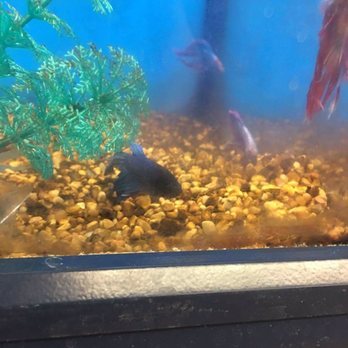 Petco - Multiple betta fish in the same tank - Pet Training Near Me - Dalton, Georgia