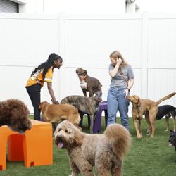 Dogtopia of Birmingham