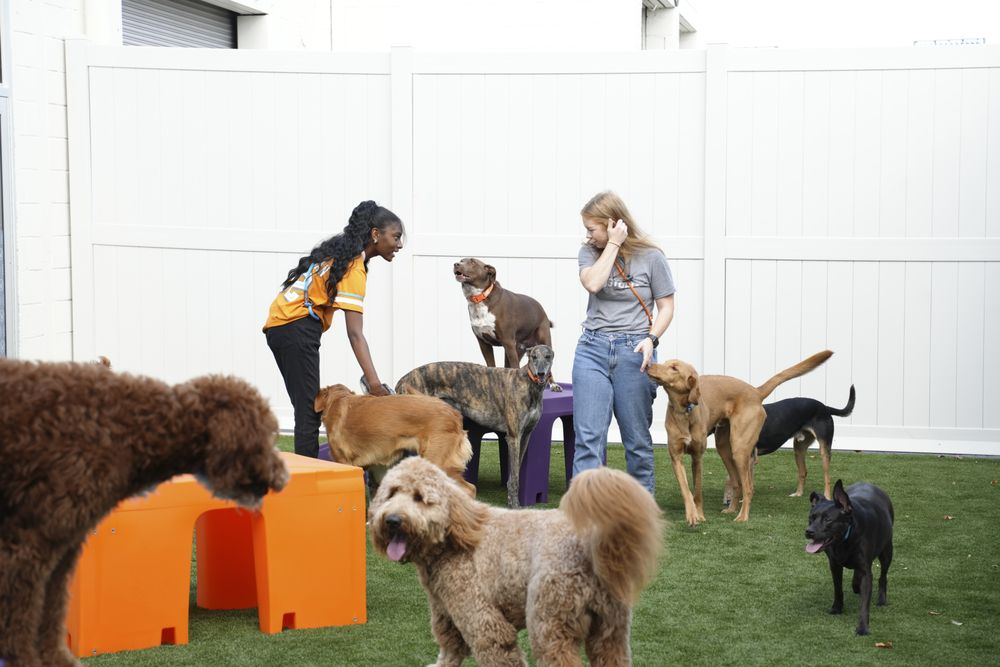 Dogtopia of Birmingham - pet boarding facility in Birmingham, AL