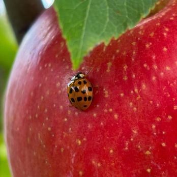 Brant's Apple Orchard - Fruits & Veggies Near Me - Ashtabula, Ohio Brant's Apple Orchard - Fruits & Veggies Near Me - Ashtabula, Ohio