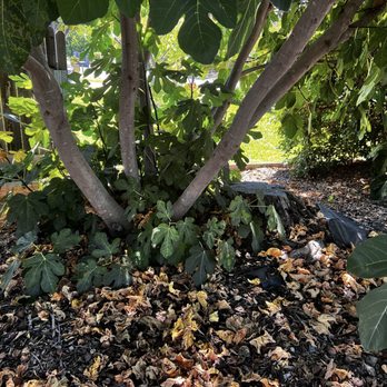 All Seasons Tree Service - Tree Services Near Me All Seasons Tree Service - Tree Services Near Me