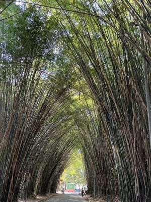 Ibirapuera Park by null