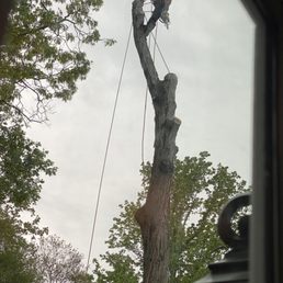 Tree Tree