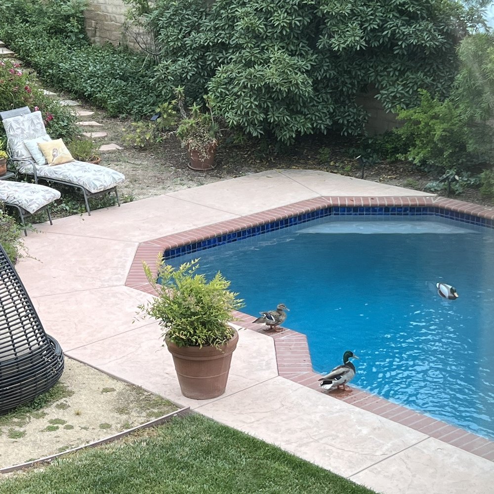 Reyes Pool Plastering - It was so nice....Visitors came! - General Contractors Near Me - Lancaster, California Reyes Pool Plastering - It was so nice....Visitors came! - General Contractors Near Me - Lancaster, California