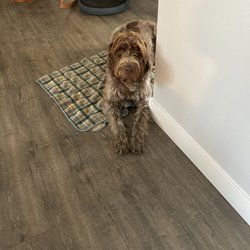The Dog Way - Edwin