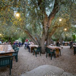 Osteria Pane e Vino - I tavoli degli ospiti sotto il giardino di ulivi secolari.