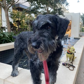 The Dog Wizard - Pet Training Near Me The Dog Wizard - Pet Training Near Me
