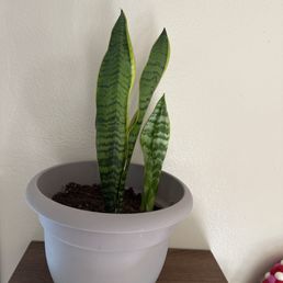 Snake plant Snake plant